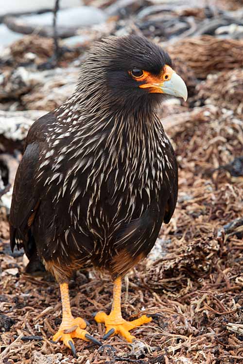 Striated Caracara (Phalcoboenus australis)