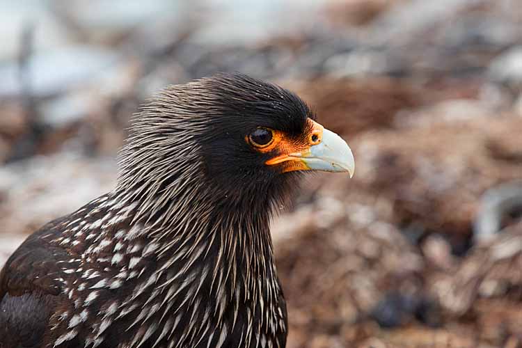 Striated Caracara (Phalcoboenus australis)