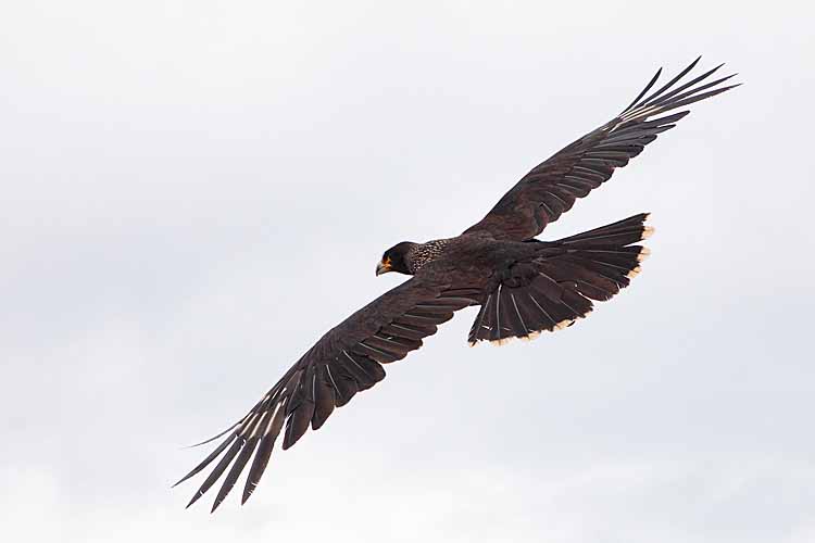 Striated Caracara (Phalcoboenus australis)