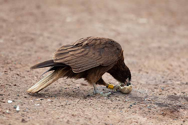 Striated Caracara (Phalcoboenus australis)