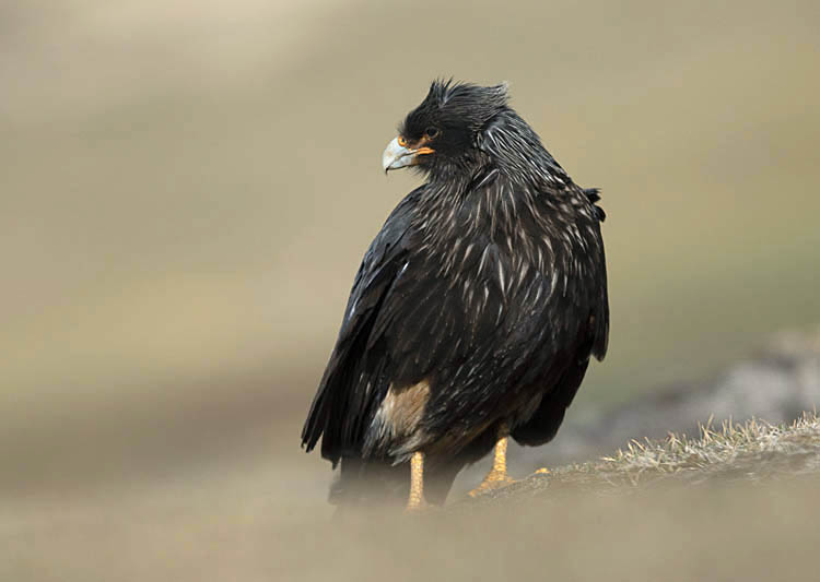 Striated Caracara (Phalcoboenus australis)