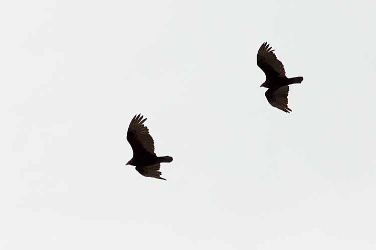 Turkey Vultures (Cathartes aura falklandica)