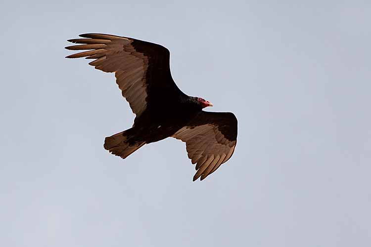 Turkey Vulture (Cathartes aura falklandica)