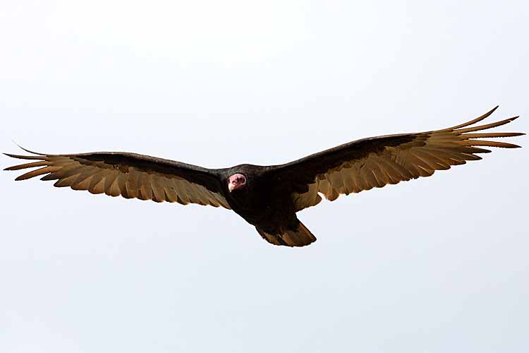 Turkey Vulture (Cathartes aura falklandica)