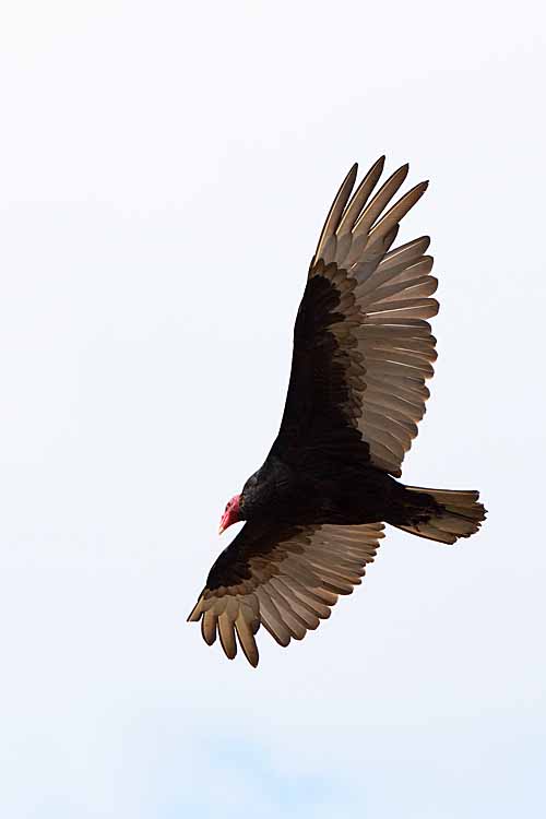 Turkey Vulture (Cathartes aura falklandica)