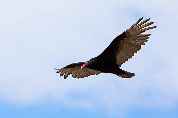 Turkey Vulture (Cathartes aura falklandica)