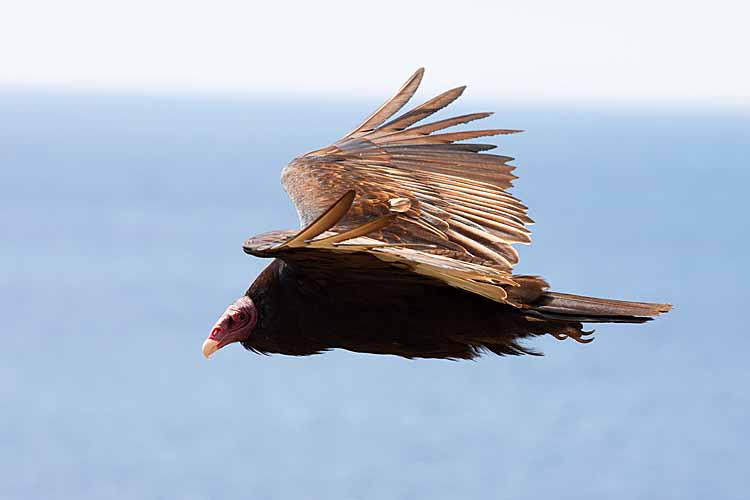 Turkey Vulture (Cathartes aura falklandica)