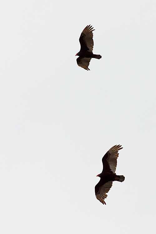 Turkey Vultures (Cathartes aura falklandica)