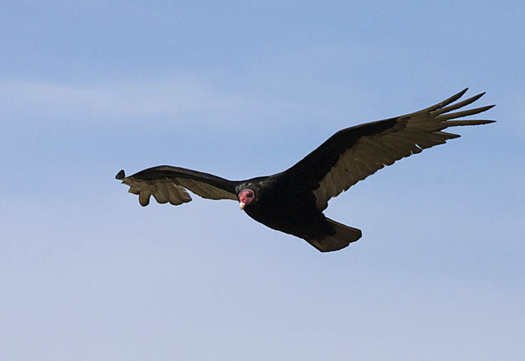 Turkey Vulture (Cathartes aura)