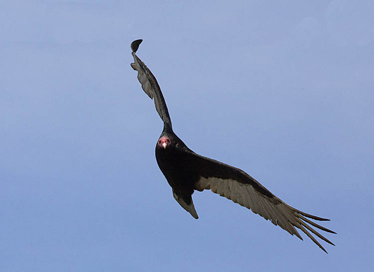 Turkey Vulture (Cathartes aura)