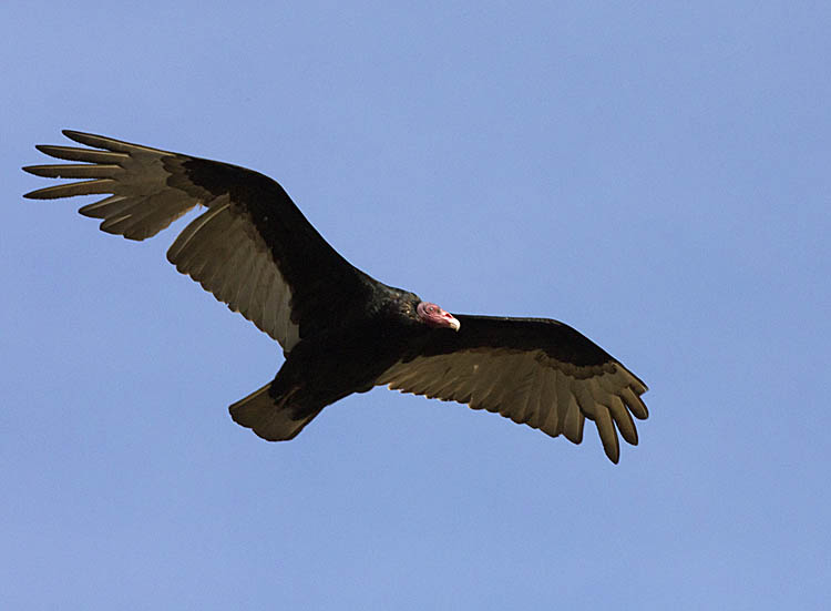 Turkey Vulture (Cathartes aura)