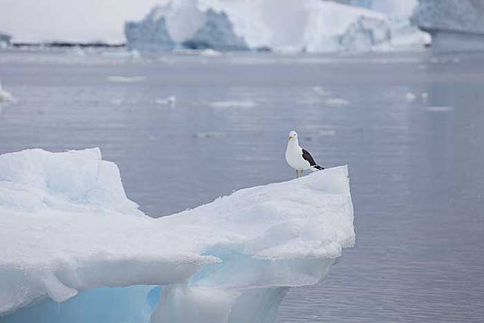 Kelp Gull (Larus dominicanus )