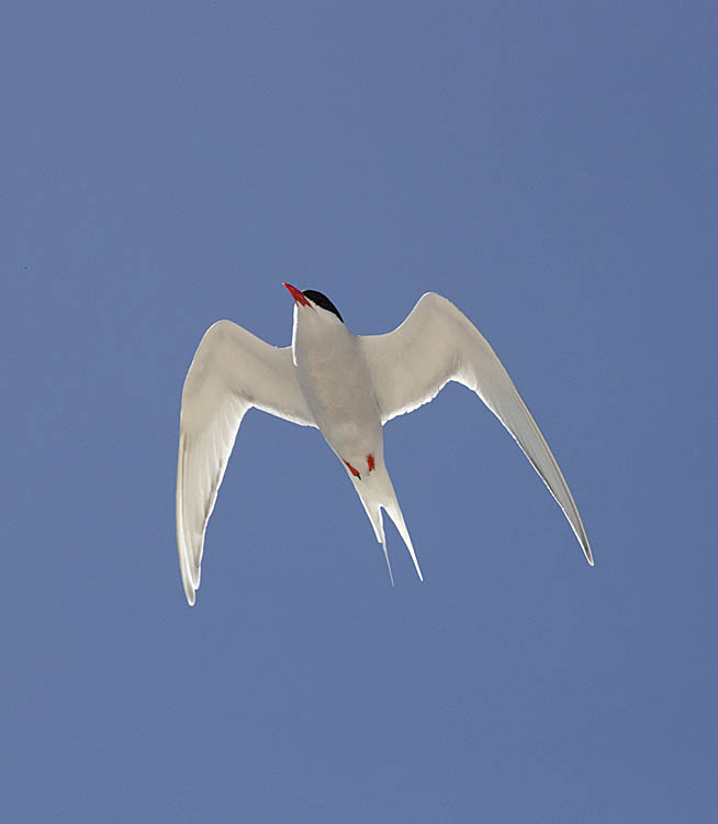 South American Tern (Sterna hirundinacea)