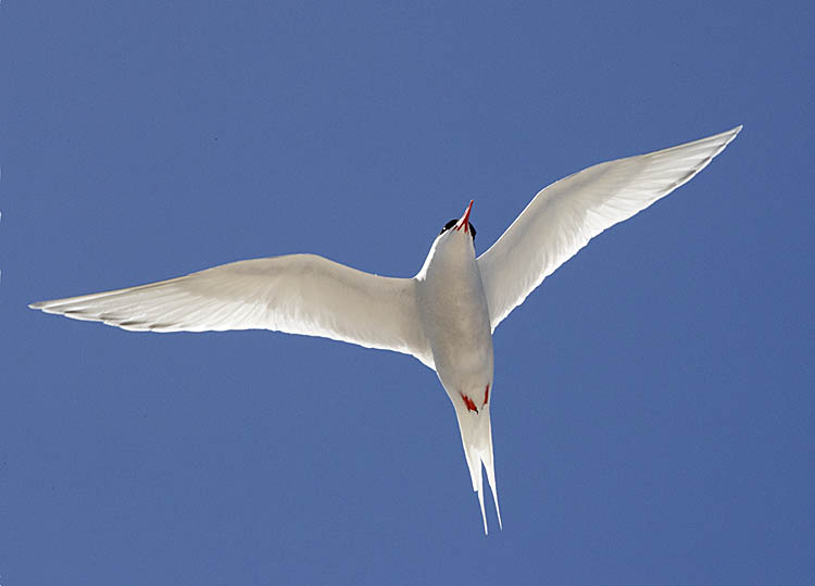 South American Tern (Sterna hirundinacea)