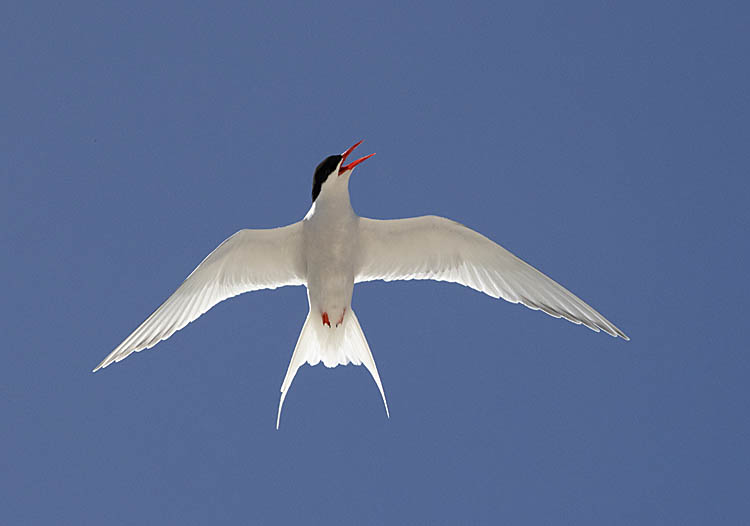 South American Tern (Sterna hirundinacea)