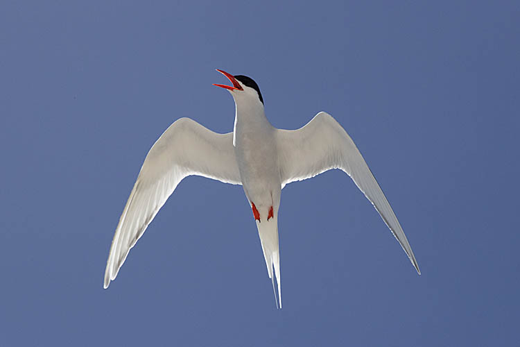 South American Tern (Sterna hirundinacea)