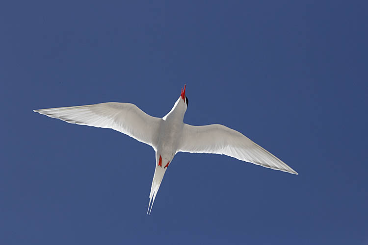 South American Tern (Sterna hirundinacea)