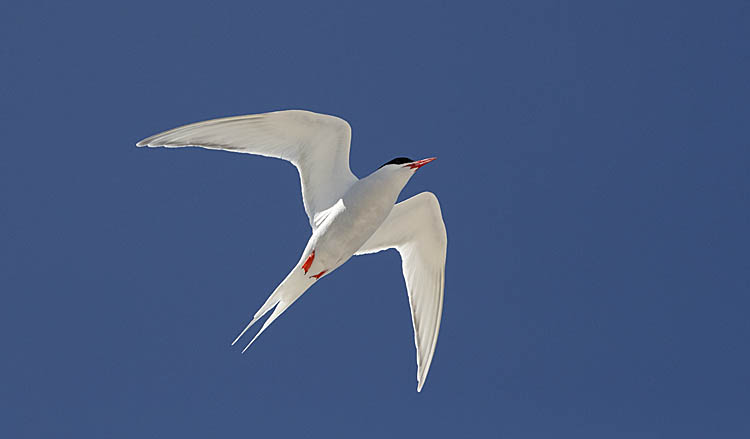 South American Tern (Sterna hirundinacea)