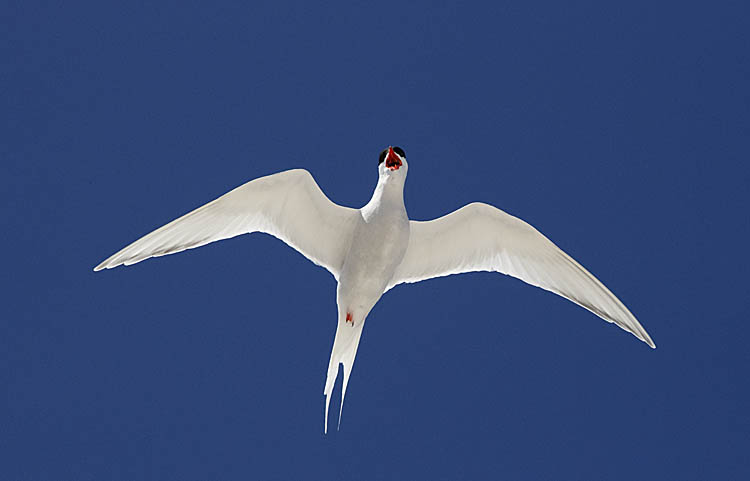 South American Tern (Sterna hirundinacea)