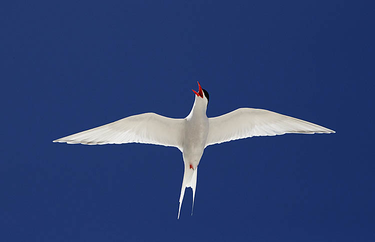 South American Tern (Sterna hirundinacea)