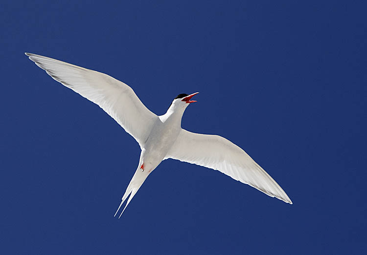 South American Tern (Sterna hirundinacea)