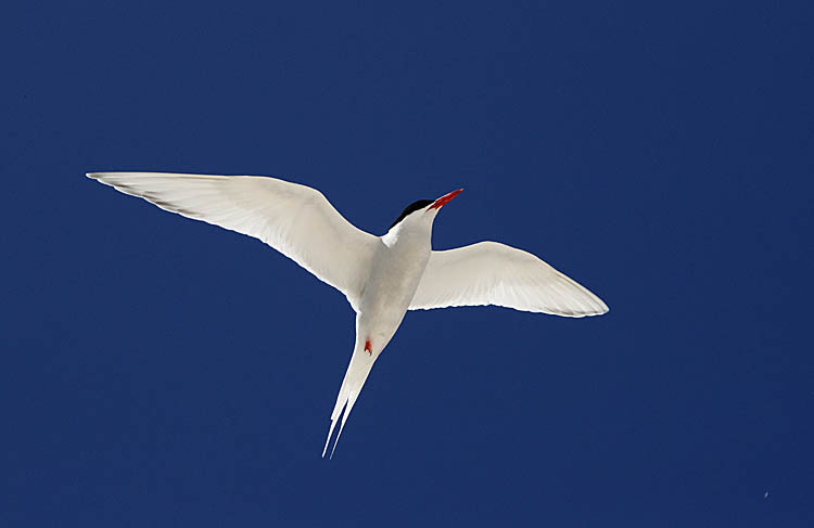 South American Tern (Sterna hirundinacea)