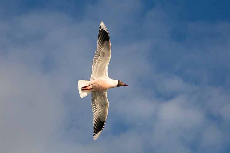 Brown-hooded Gull (Chroicocephalus maculipennis)