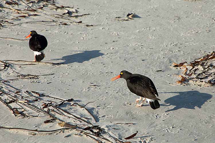 Pied Oystercatchers (Haematopus longirostris)