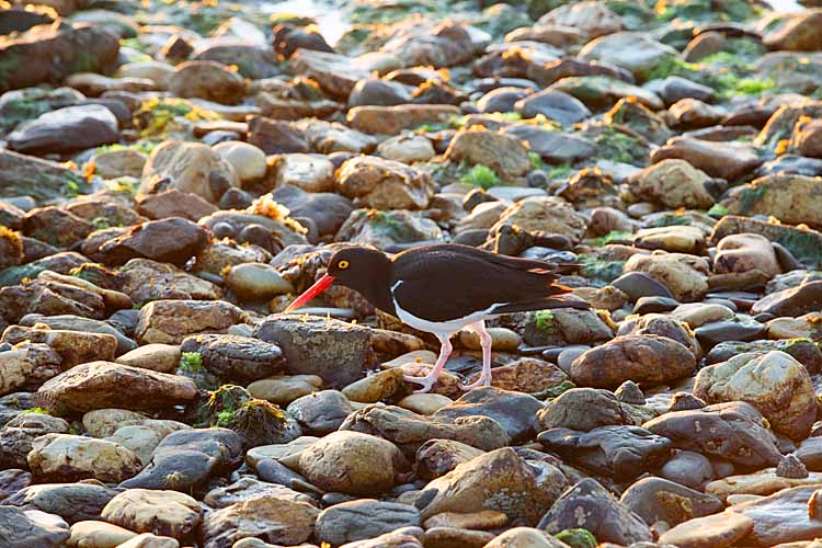 Pied Oystercatcher (Haematopus longirostris)