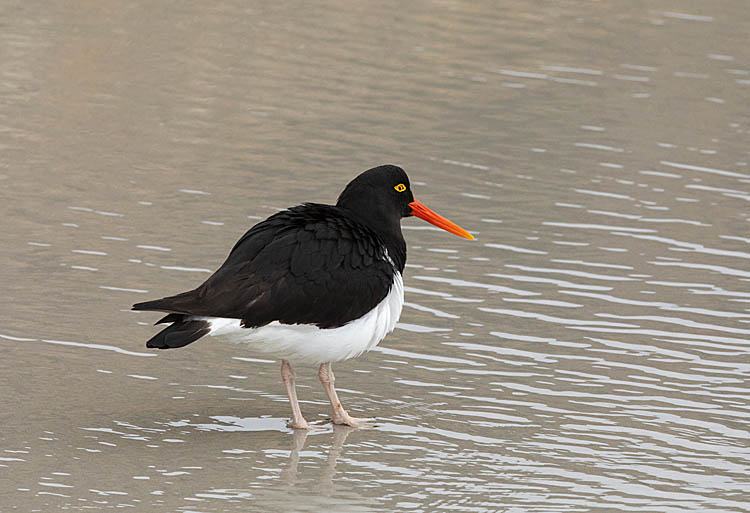 Magellanic Oystercatcher (Haematopus leucopodus)