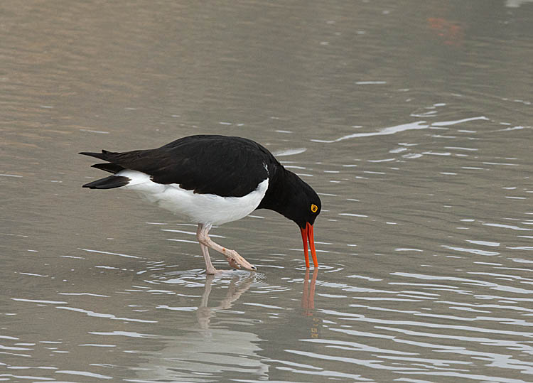 Magellanic Oystercatcher (Haematopus leucopodus)