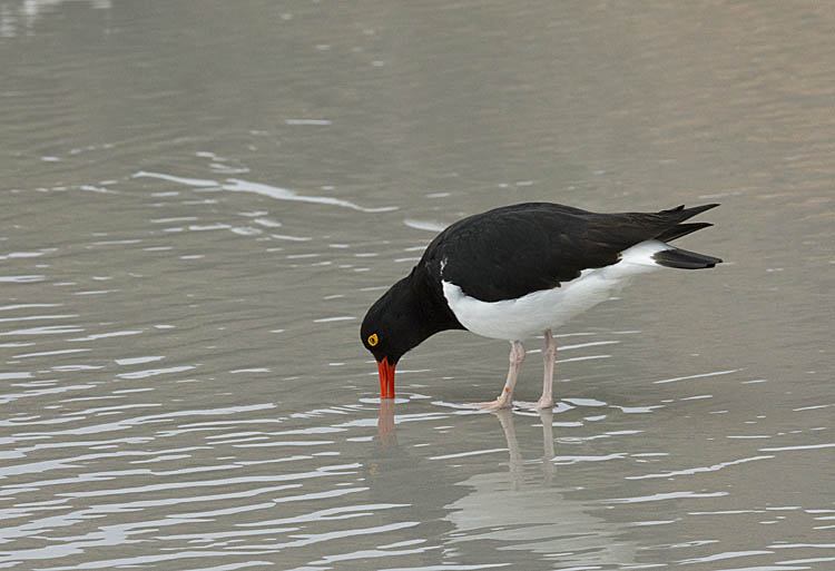 Magellanic Oystercatcher (Haematopus leucopodus)