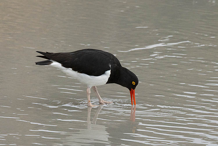 Magellanic Oystercatcher (Haematopus leucopodus)