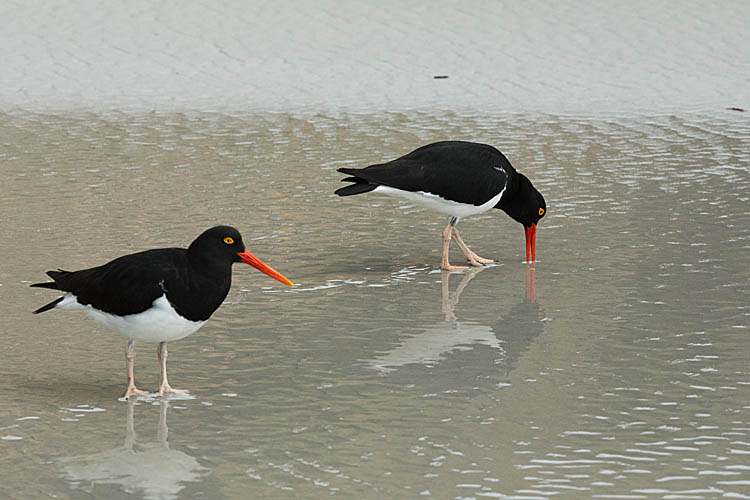 Magellanic Oystercatcher (Haematopus leucopodus)