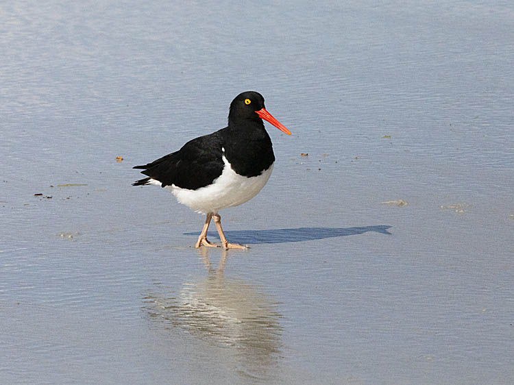 Magellanic Oystercatcher (Haematopus leucopodus)