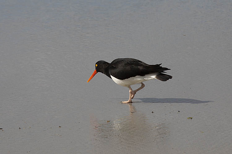 Magellanic Oystercatcher (Haematopus leucopodus)