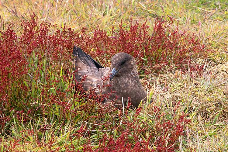 Great Skua (Stercorarius skua)