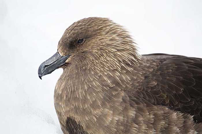 Great Skua (Stercorarius skua)