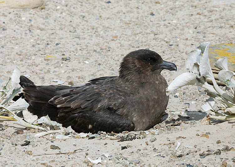 Falkland Skua (Stercorarius antarcticus)