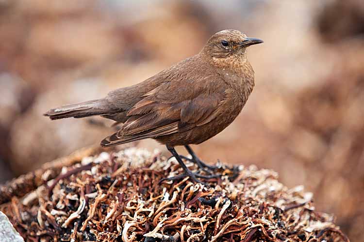 Blackish Cinclodes (Cinclodes antarcticus)