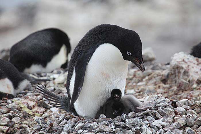Adelie Penguin (Pygoscelis adeliae)
