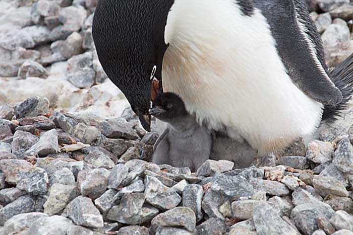 Adelie Penguin (Pygoscelis adeliae)