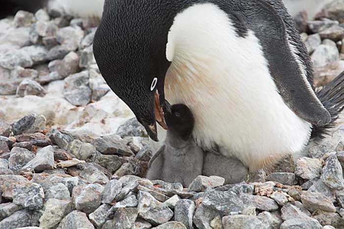 Adelie Penguin (Pygoscelis adeliae)