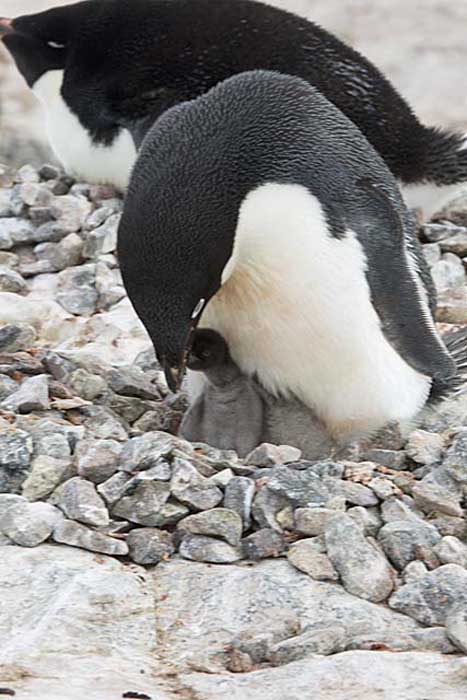 Adelie Penguin (Pygoscelis adeliae)