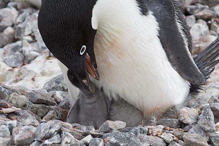 Adelie Penguin (Pygoscelis adeliae)