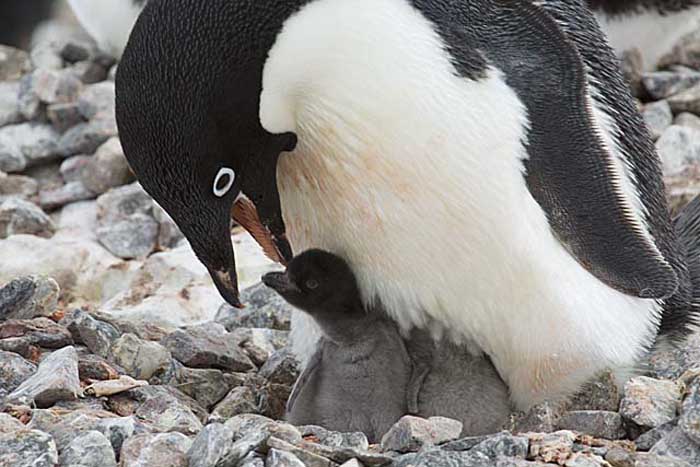 Adelie Penguin (Pygoscelis adeliae)