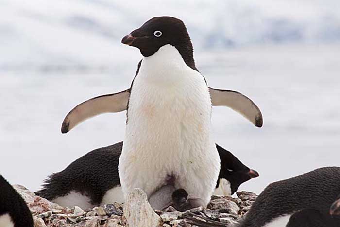 Adelie Penguin (Pygoscelis adeliae)