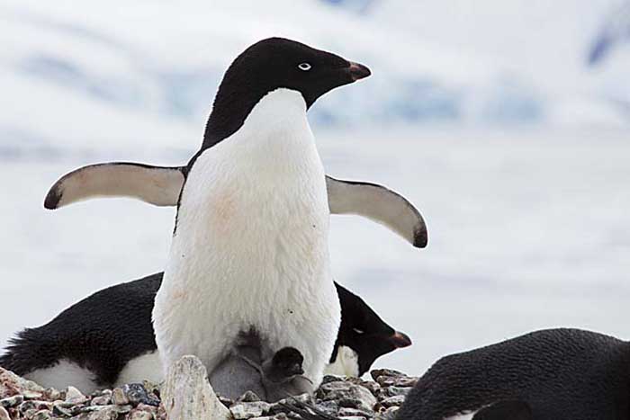 Adelie Penguin (Pygoscelis adeliae)