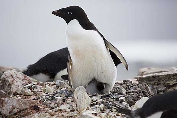 Adelie Penguin (Pygoscelis adeliae)