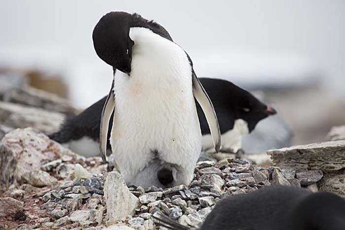 Adelie Penguin (Pygoscelis adeliae)